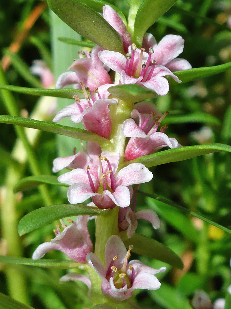 Leaves and flowers