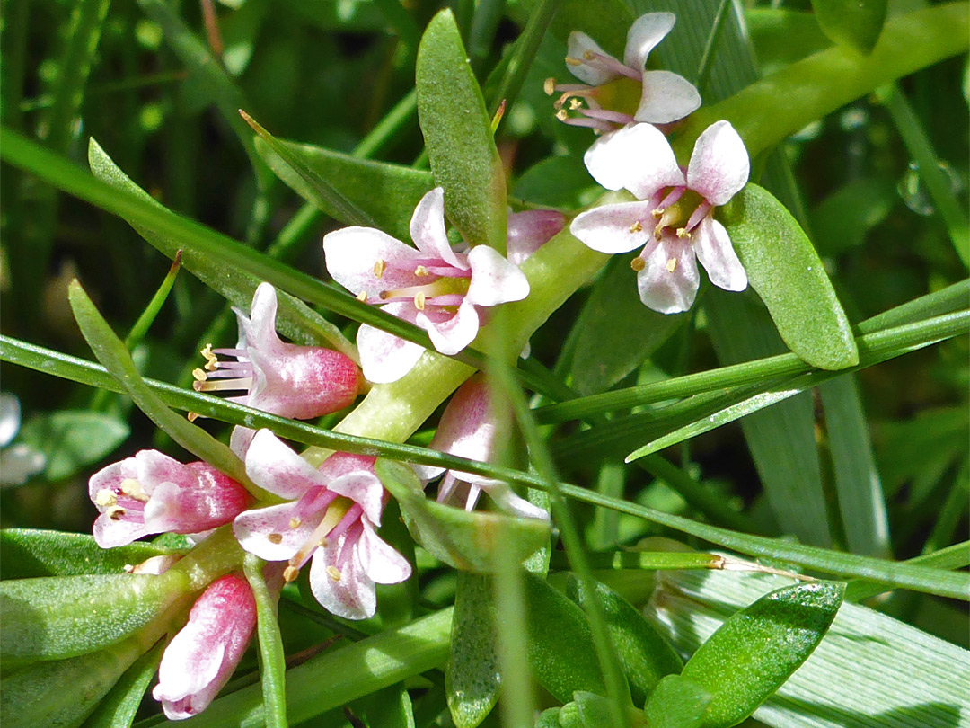 Pale pink flowers