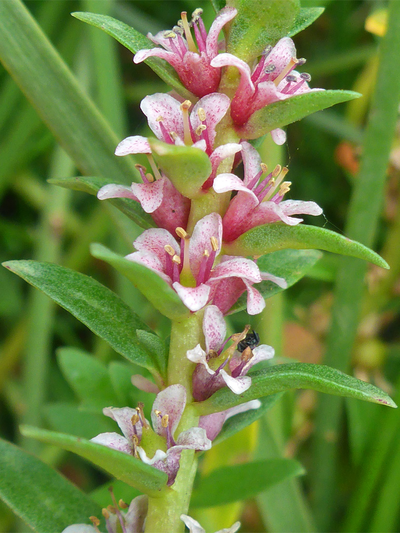 Sea milkwort