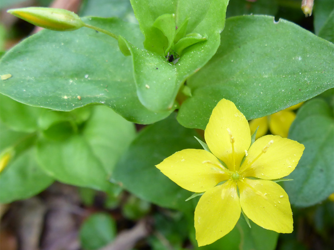 Flower and leaves