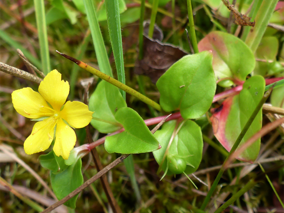 Red stem