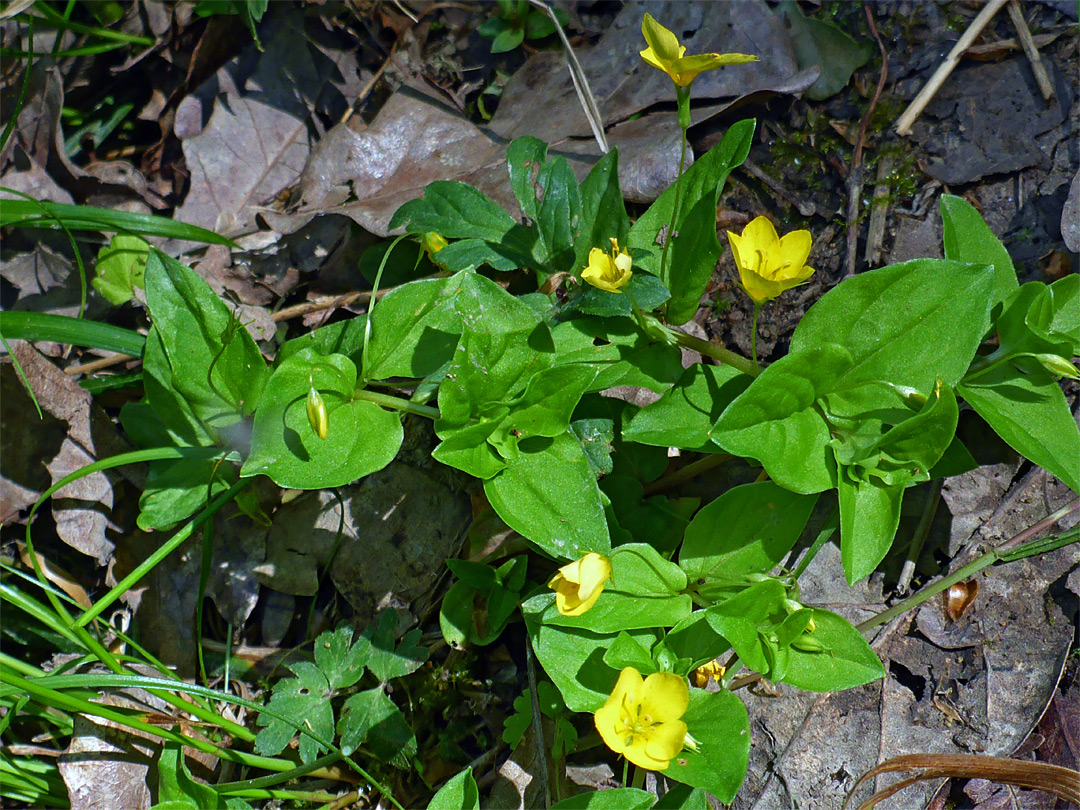 Flowers and leaves