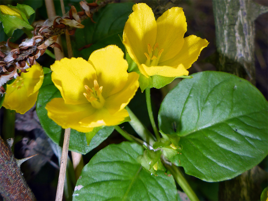 Flowers and leaves