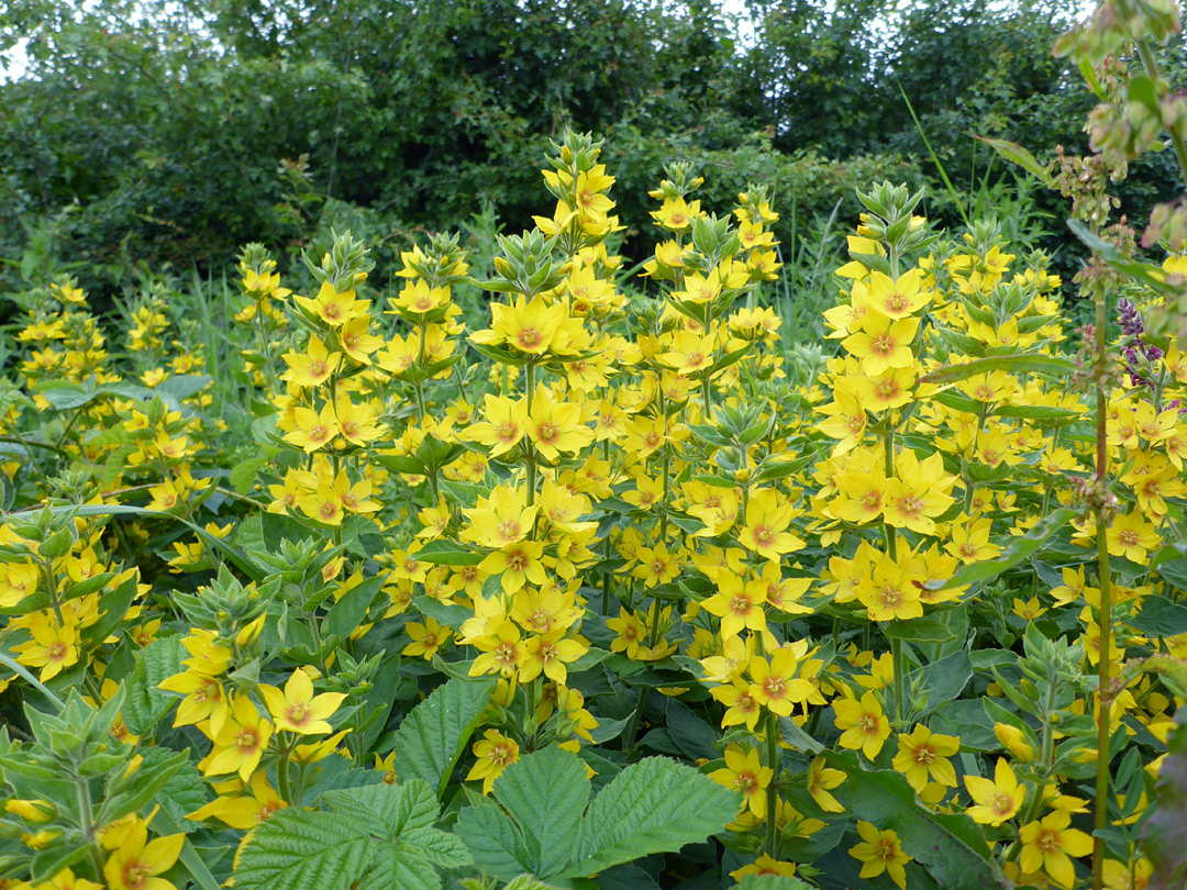 Many flowers