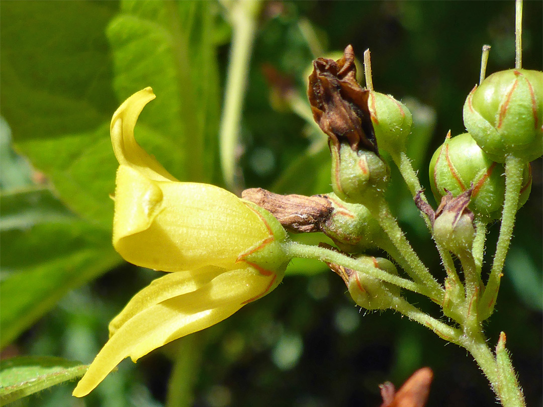 Flower and fruits