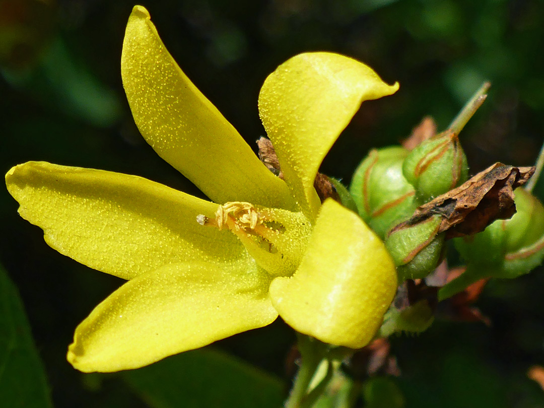 Yellow loosestrife