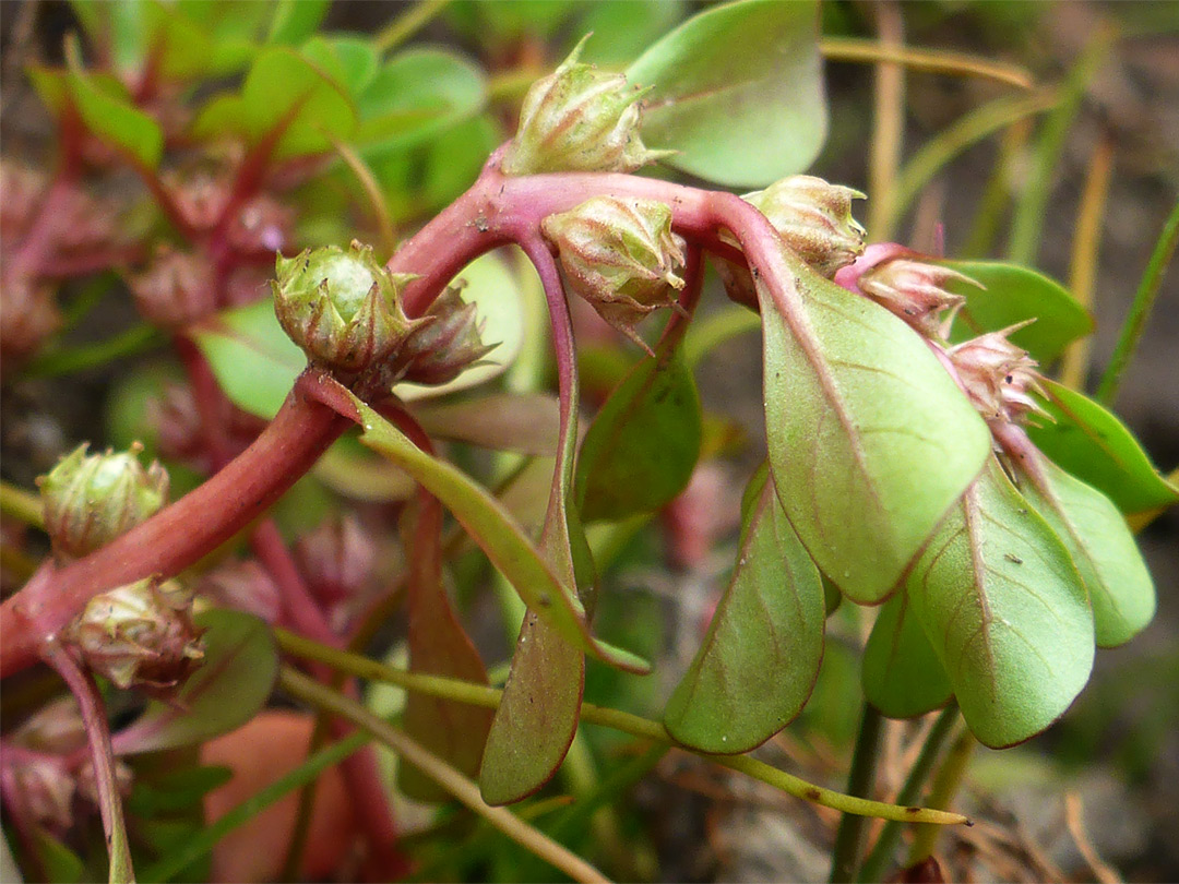 Leaves and stem