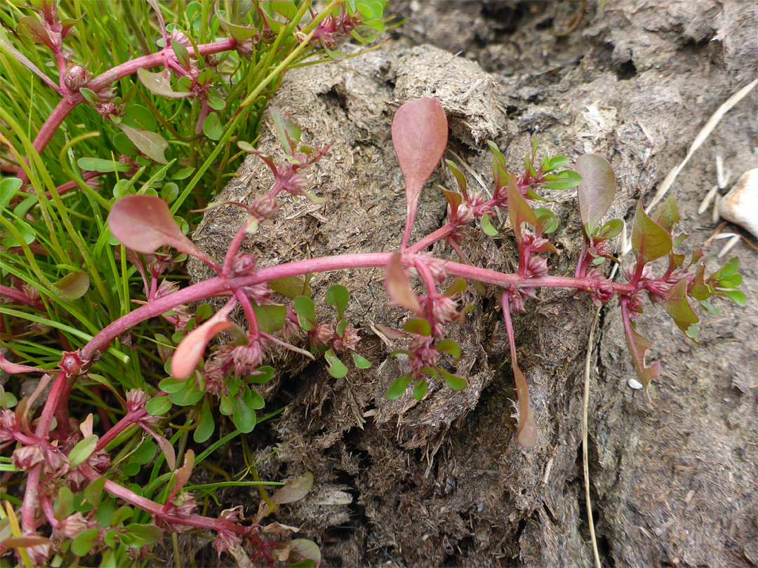 Leaf node flowers