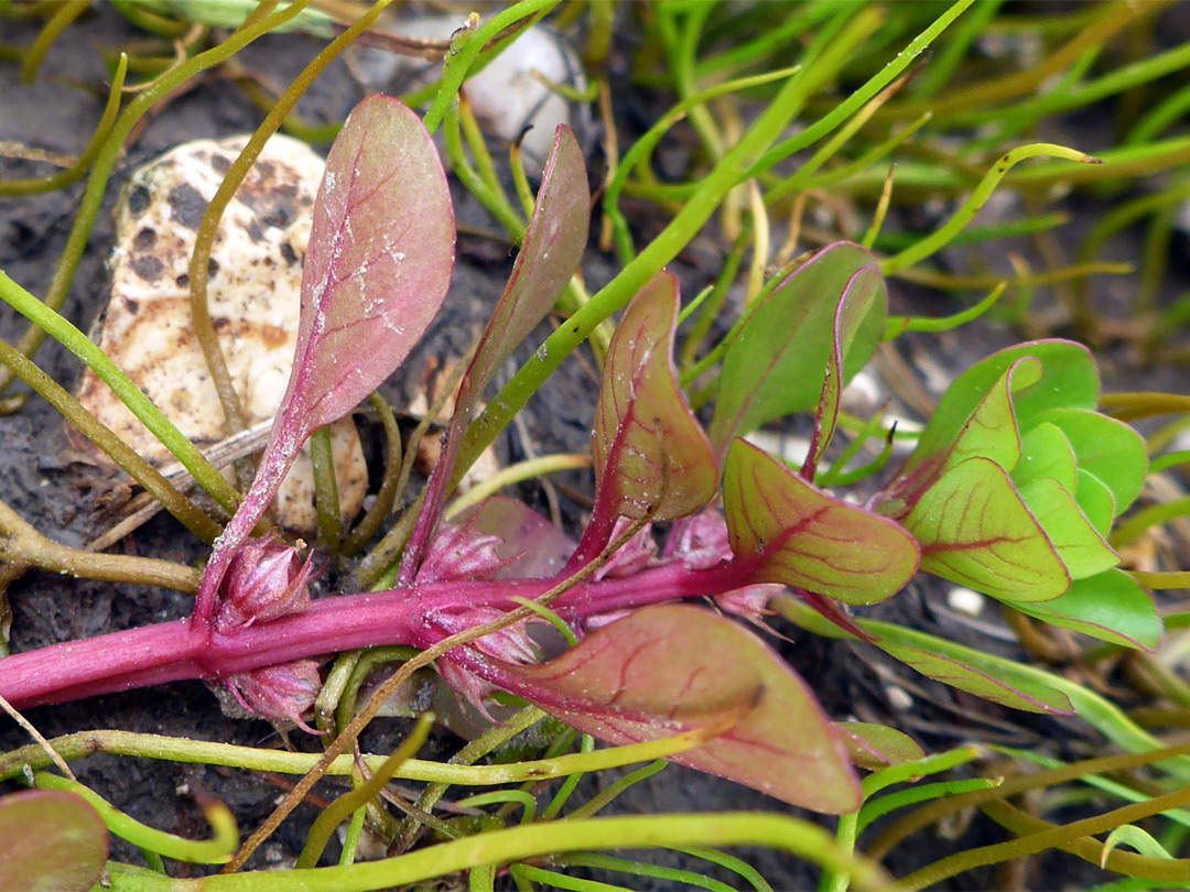 Red-veined leaves