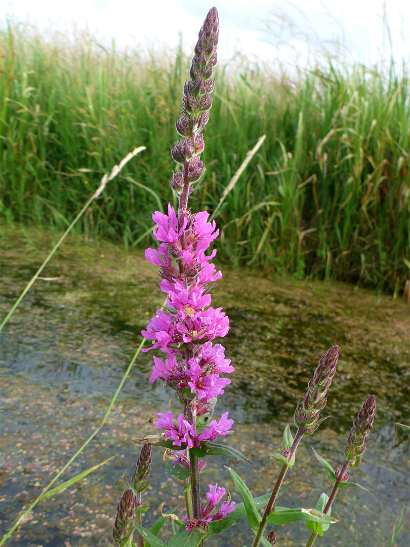 Elongated flower cluster