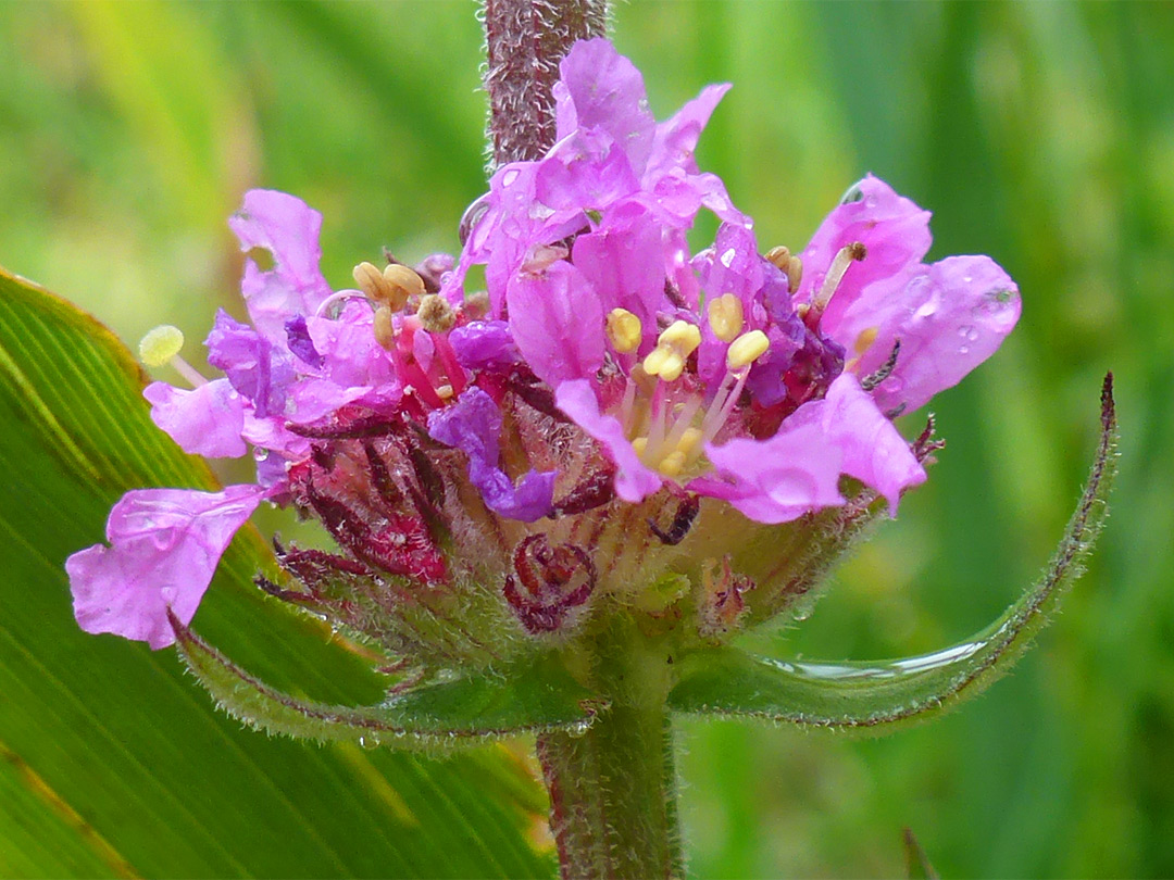 Pink petals and yellow anthers