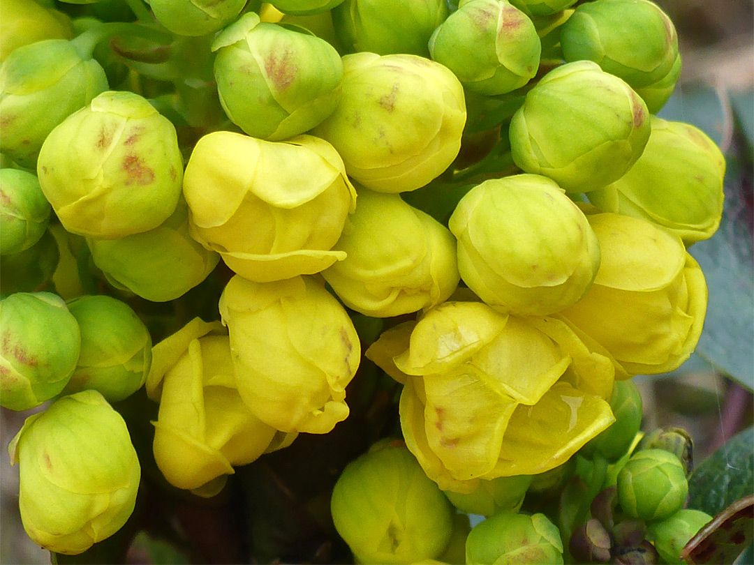 Developing flowers