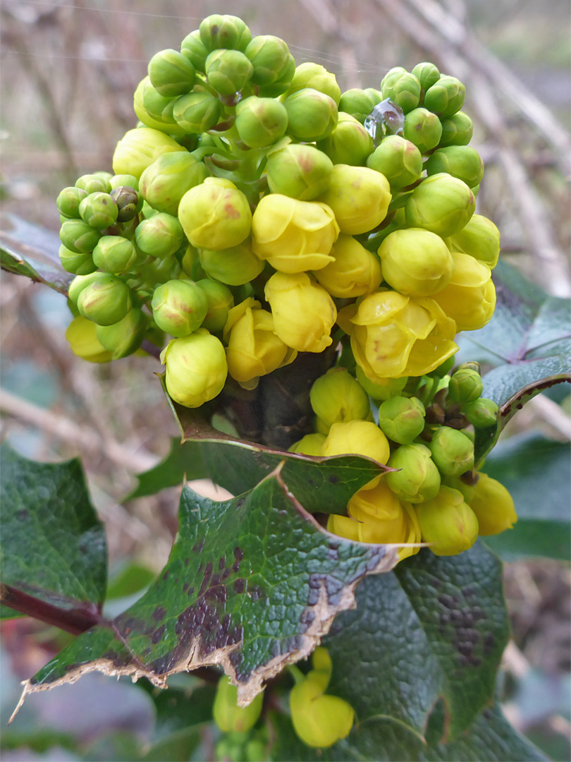 Greenish-yellow flowers