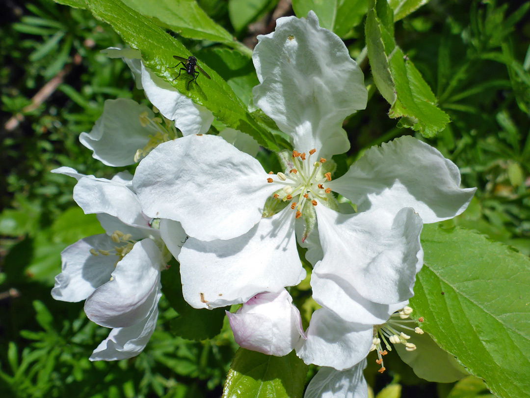 Flower and leaves