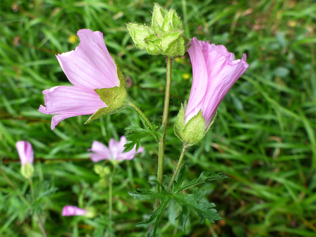 Two pink flowers