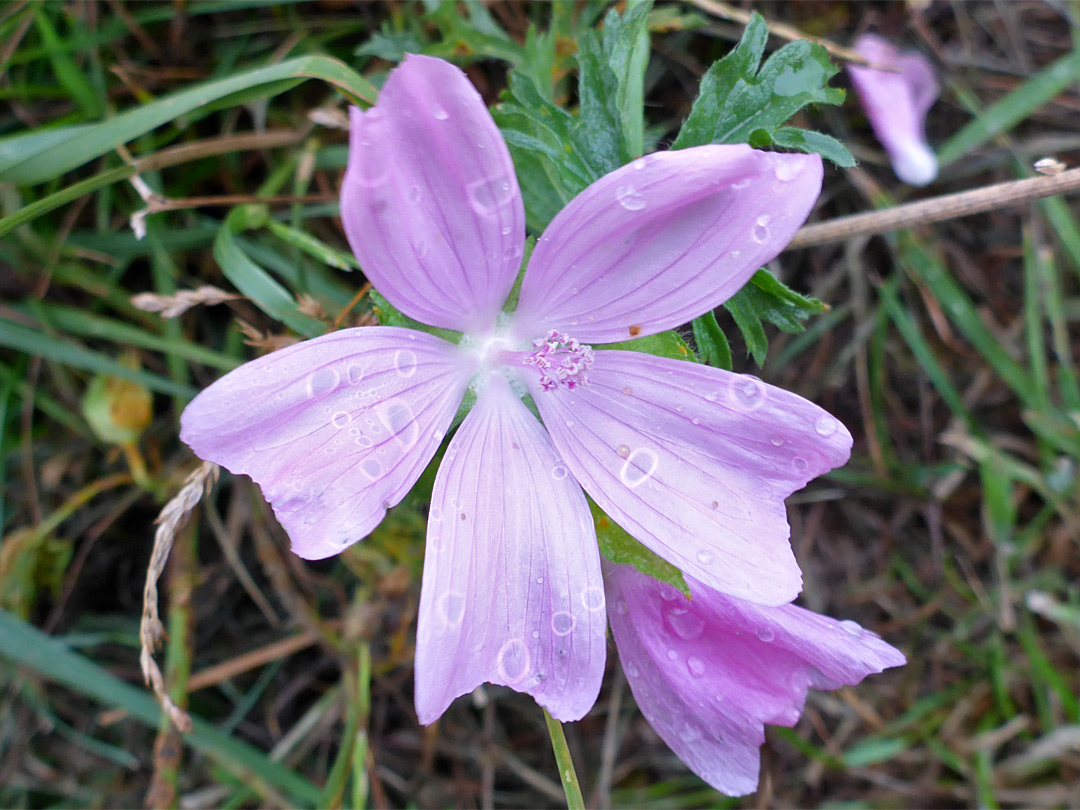 Veined petals