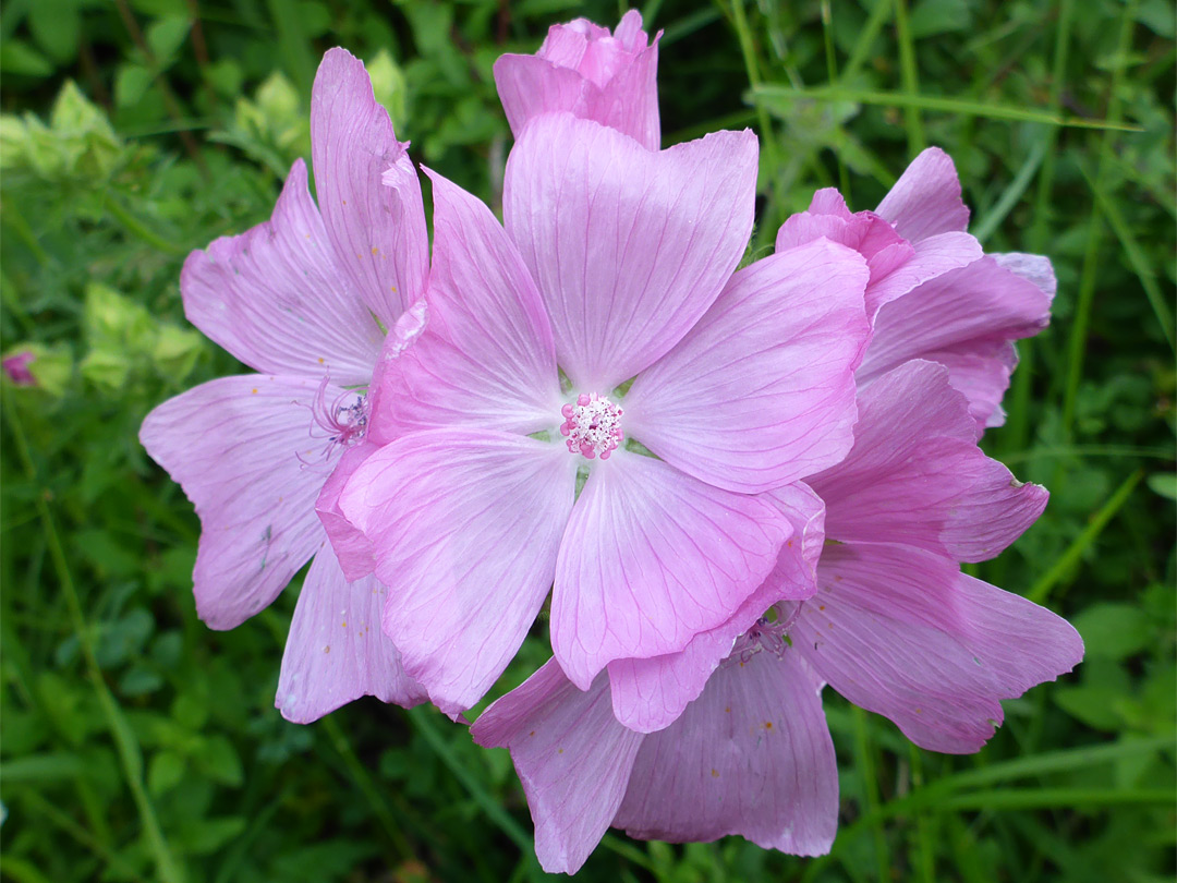 Pale pink flowers