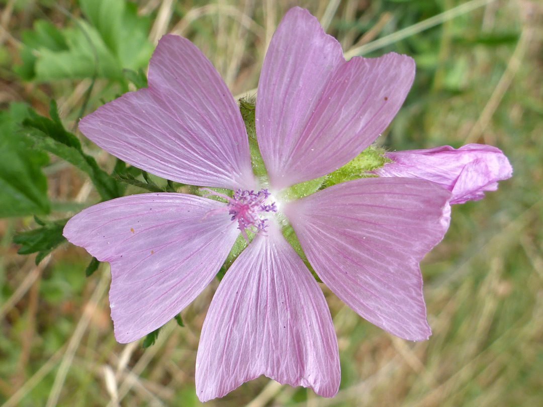 Triangular petals