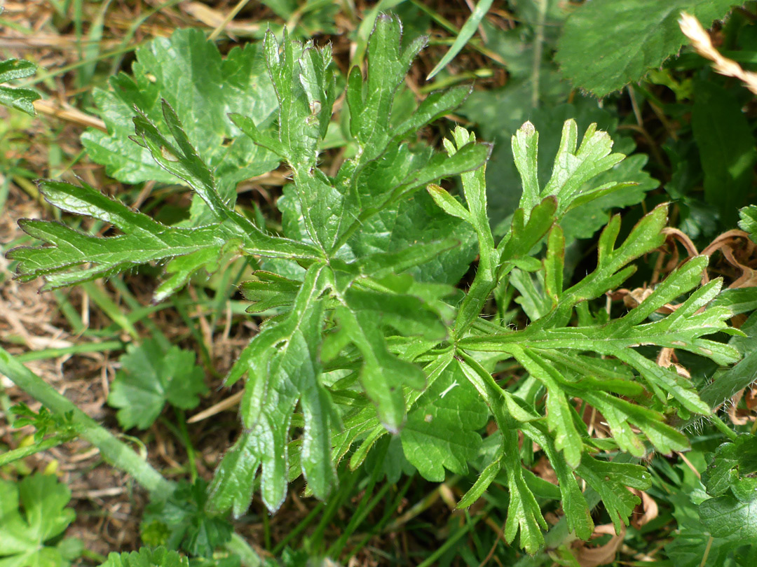 Lower stem leaf