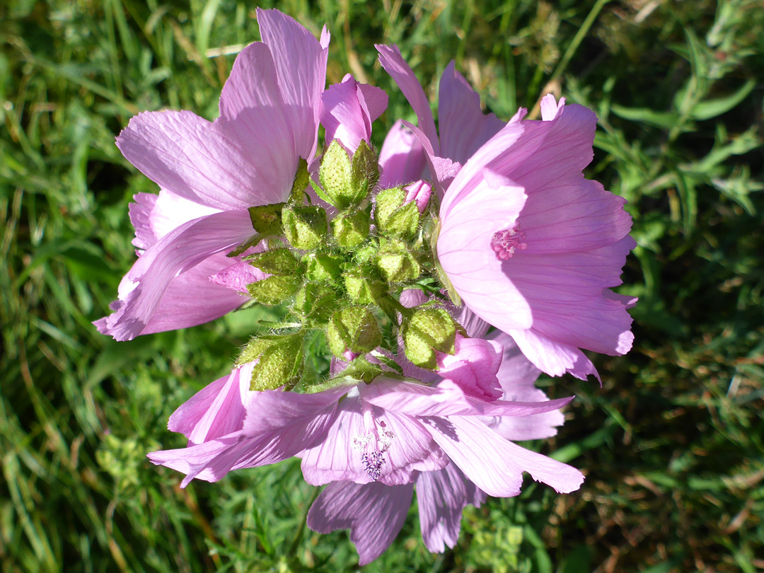 Compact flower cluster