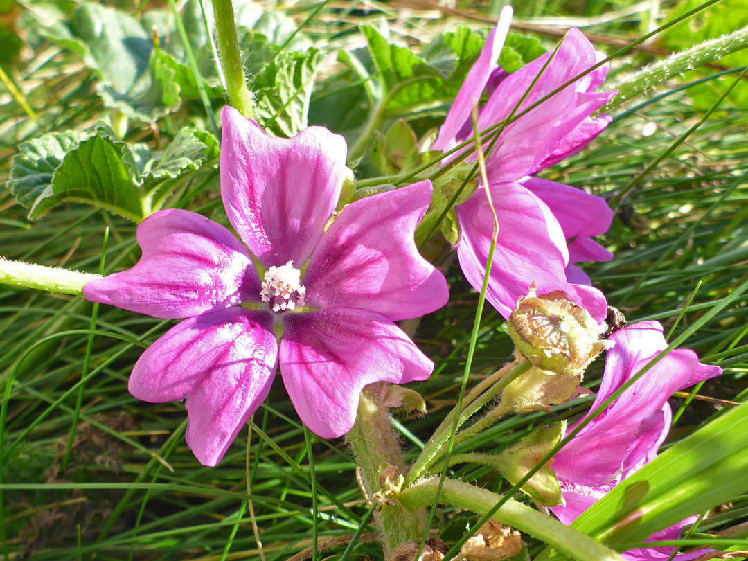 Bright pink flowers