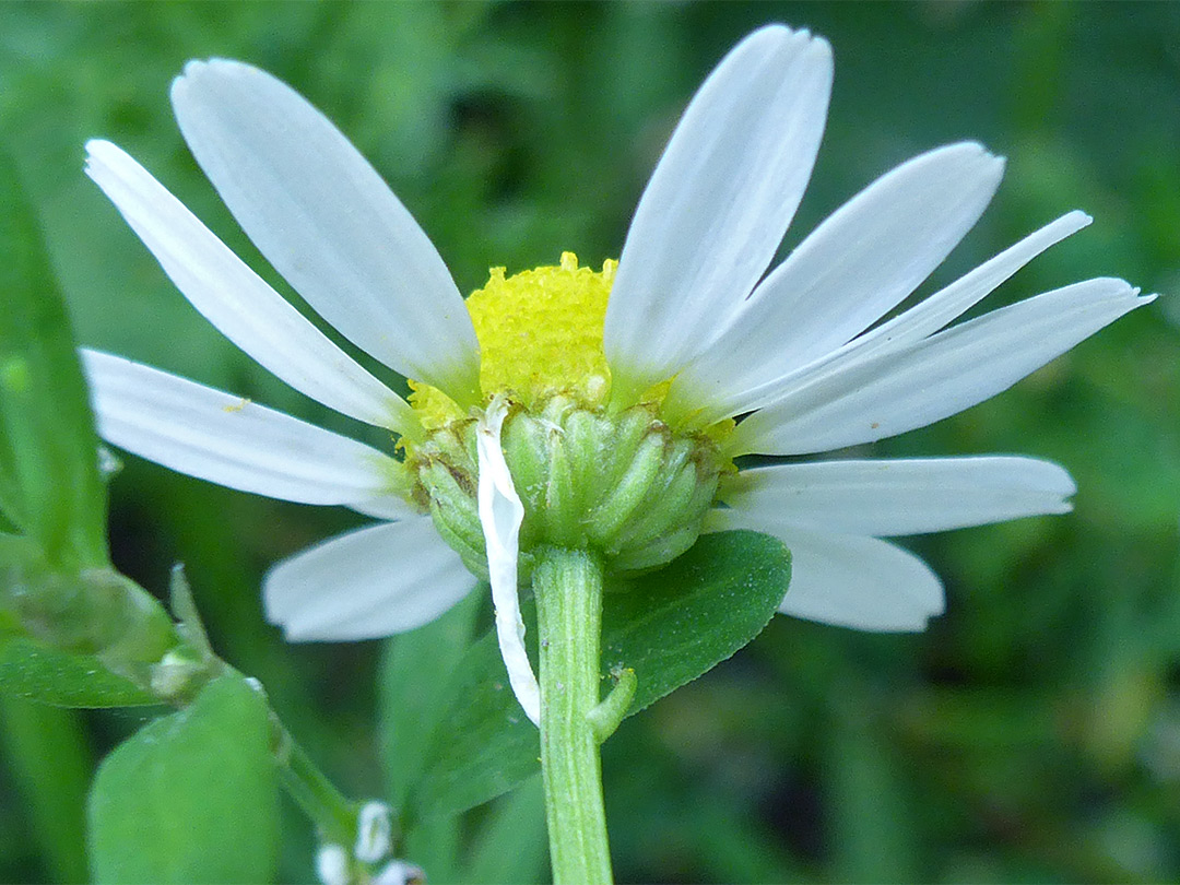 Flowerhead