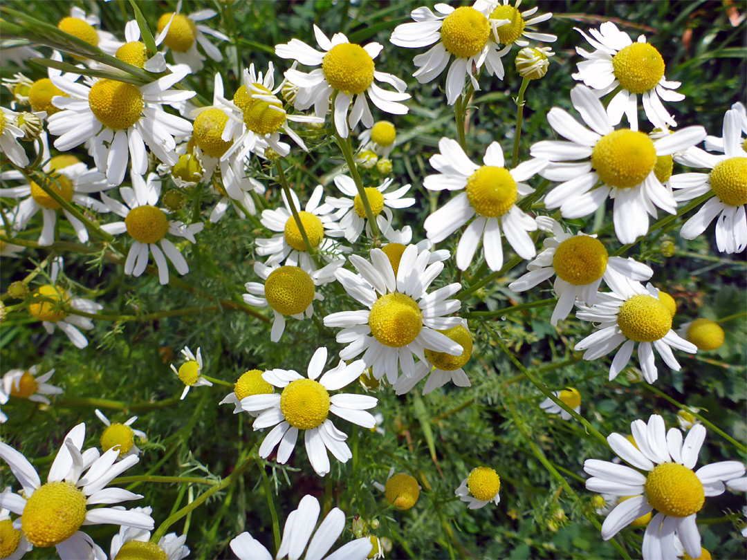 Flowering stems