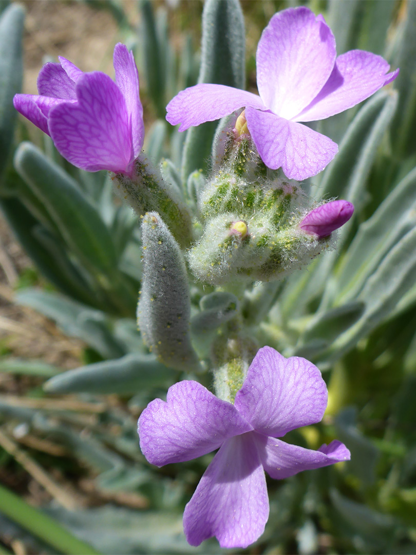 Buds and flowers