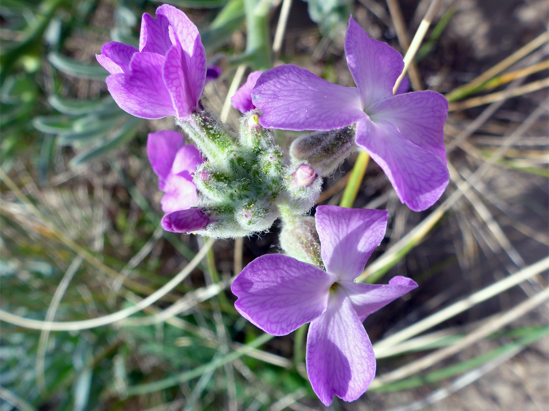 Flower cluster