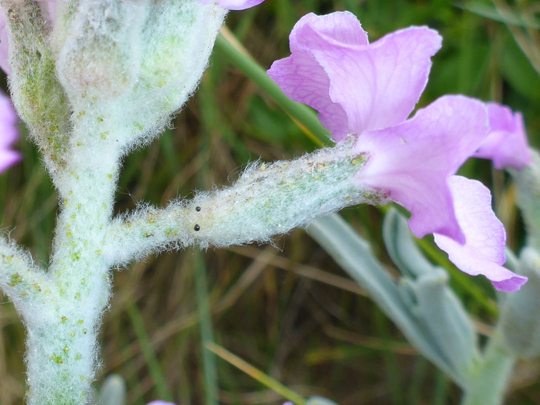 Hairy flower stalk