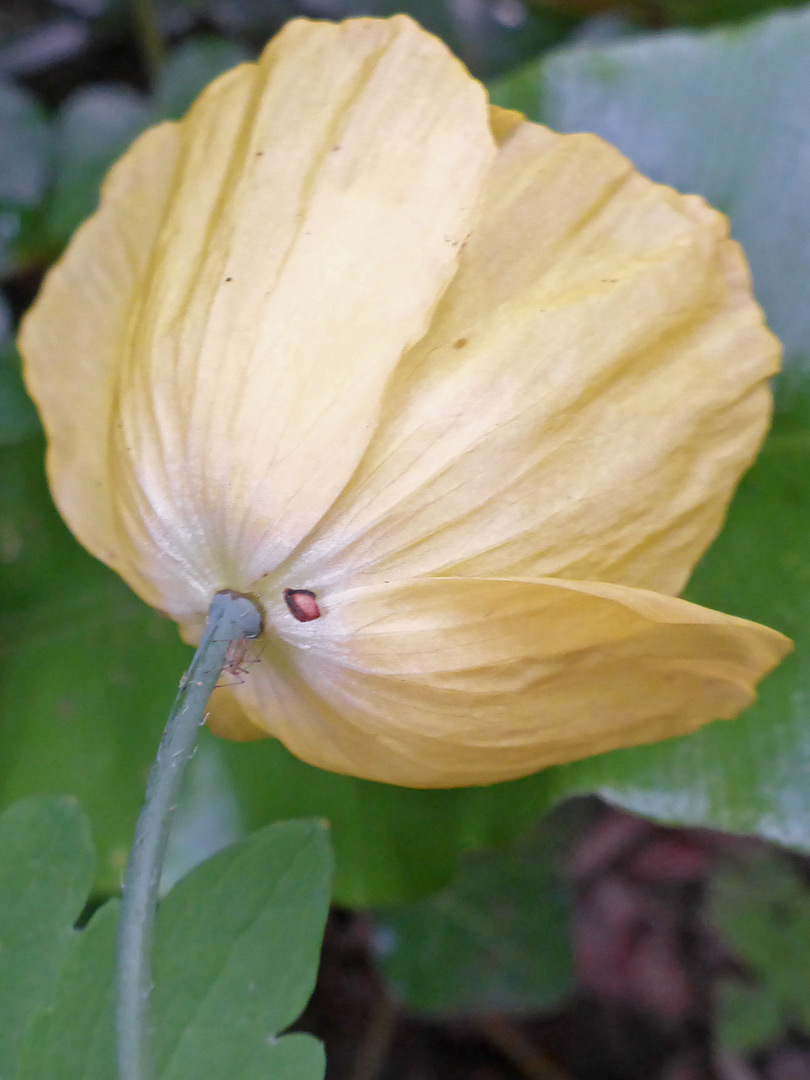 Underside of a flower