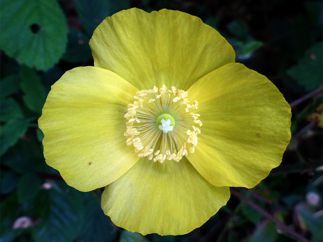 Pale yellow flower