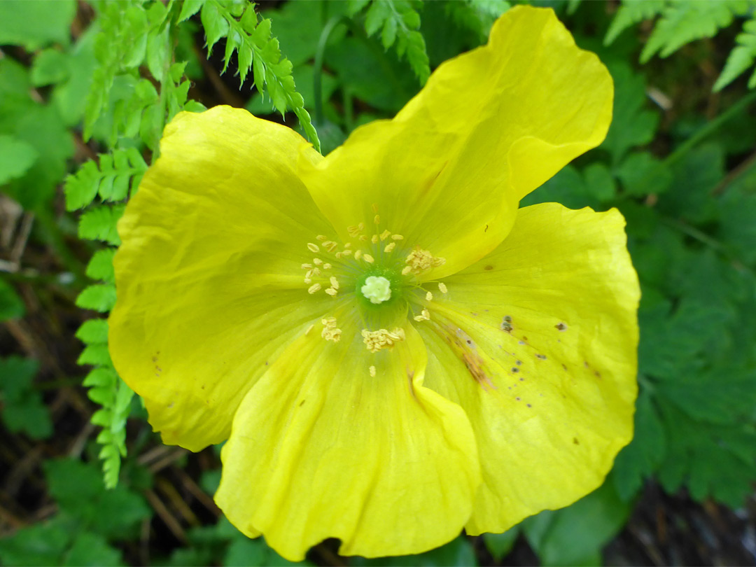 Greenish-yellow flower