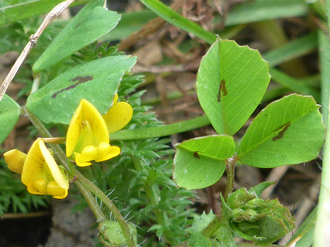 Leaves and flowers