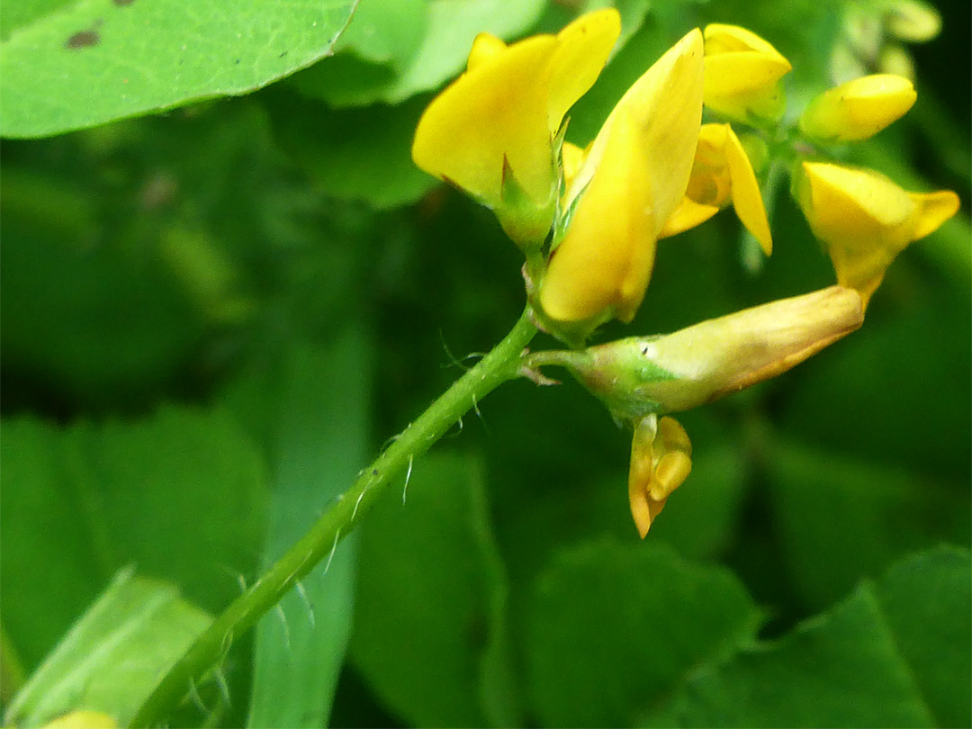 Sparsely-hairy stalk