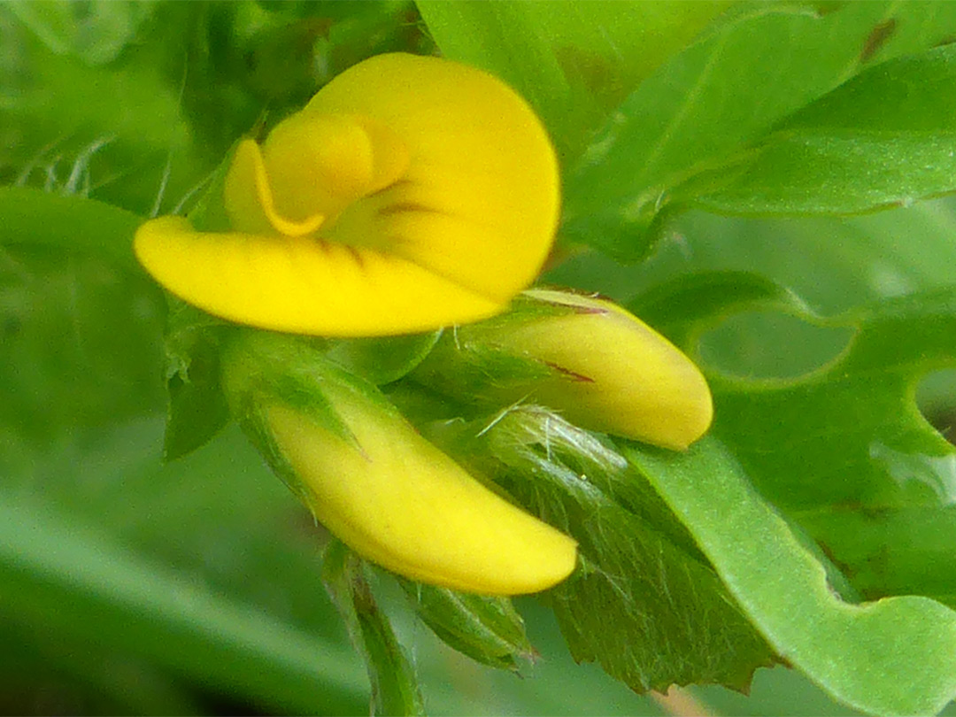 Yellow flowers