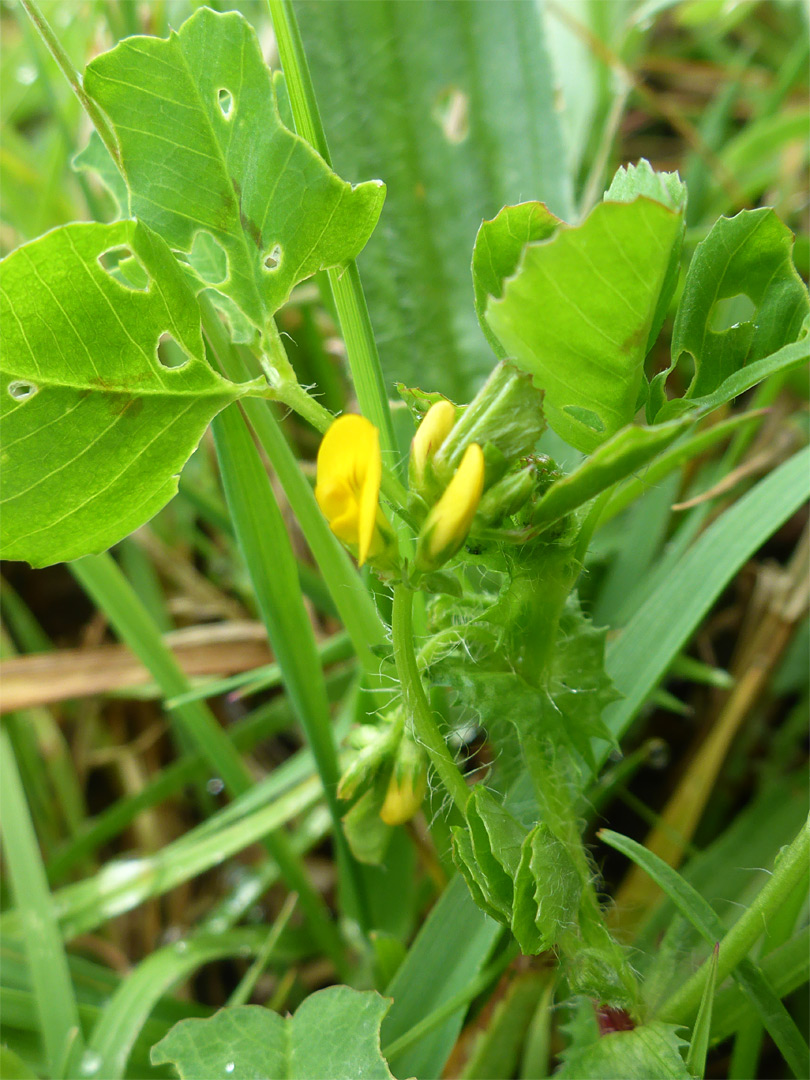 Leaves and flowers