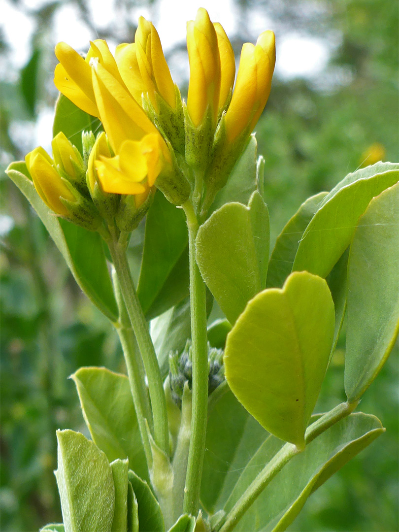 Hairless leaves