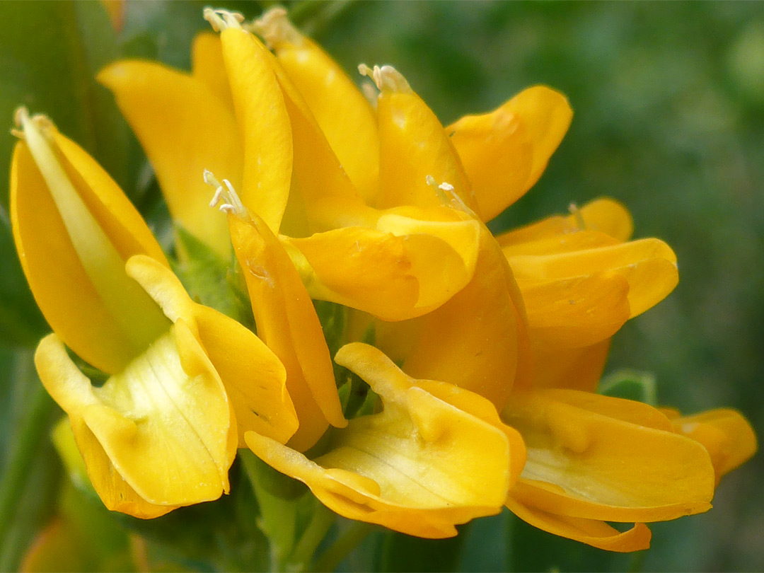 Yellow flowers