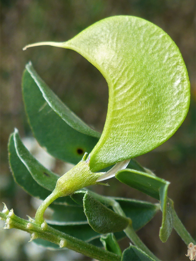 Crescent-shaped fruit