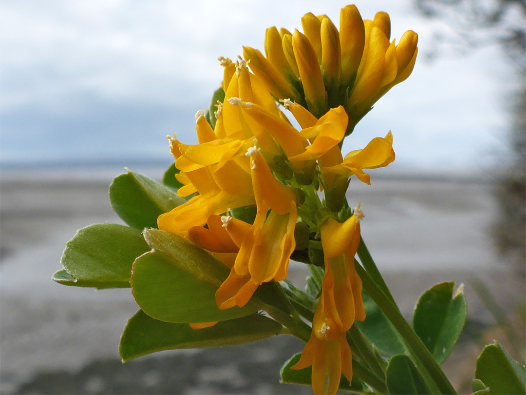 Orange-yellow flowers