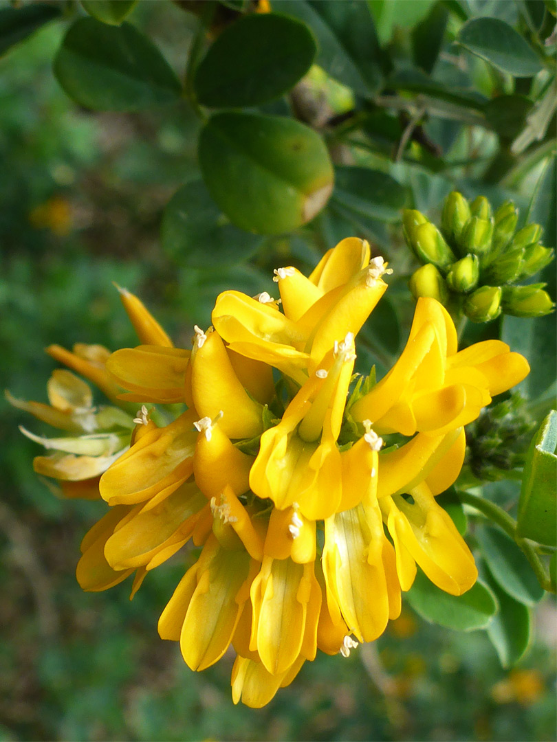 Dense flower cluster