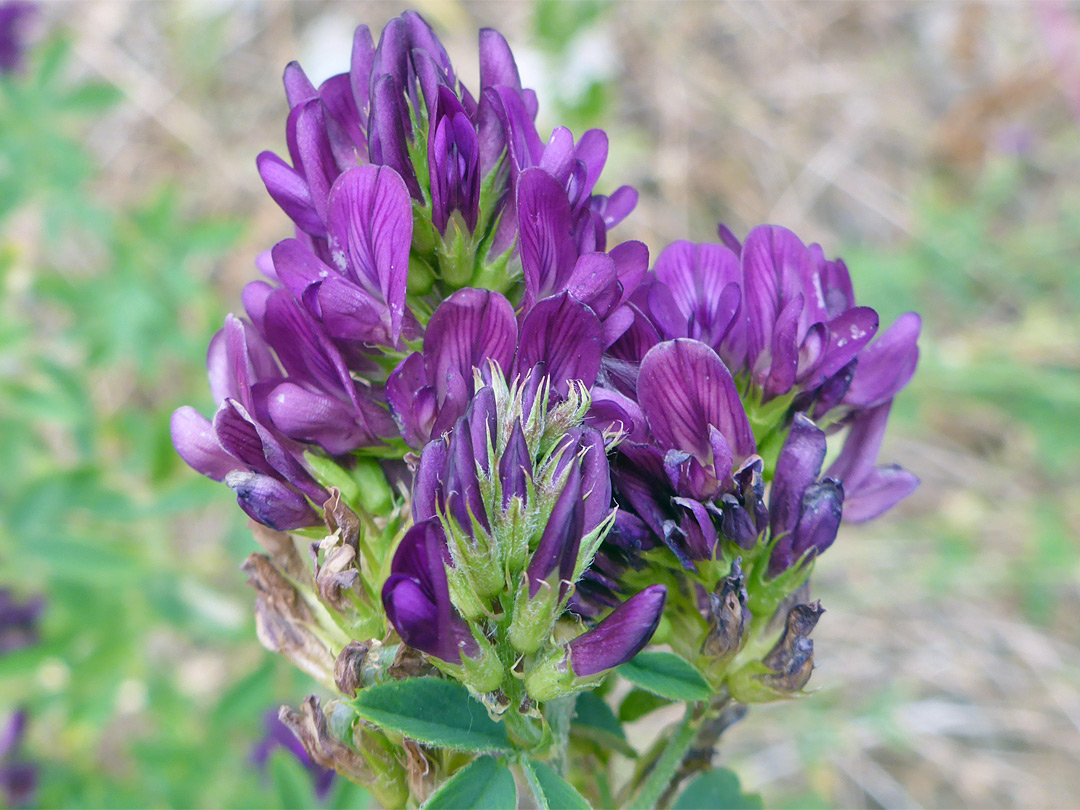 Purple flowers