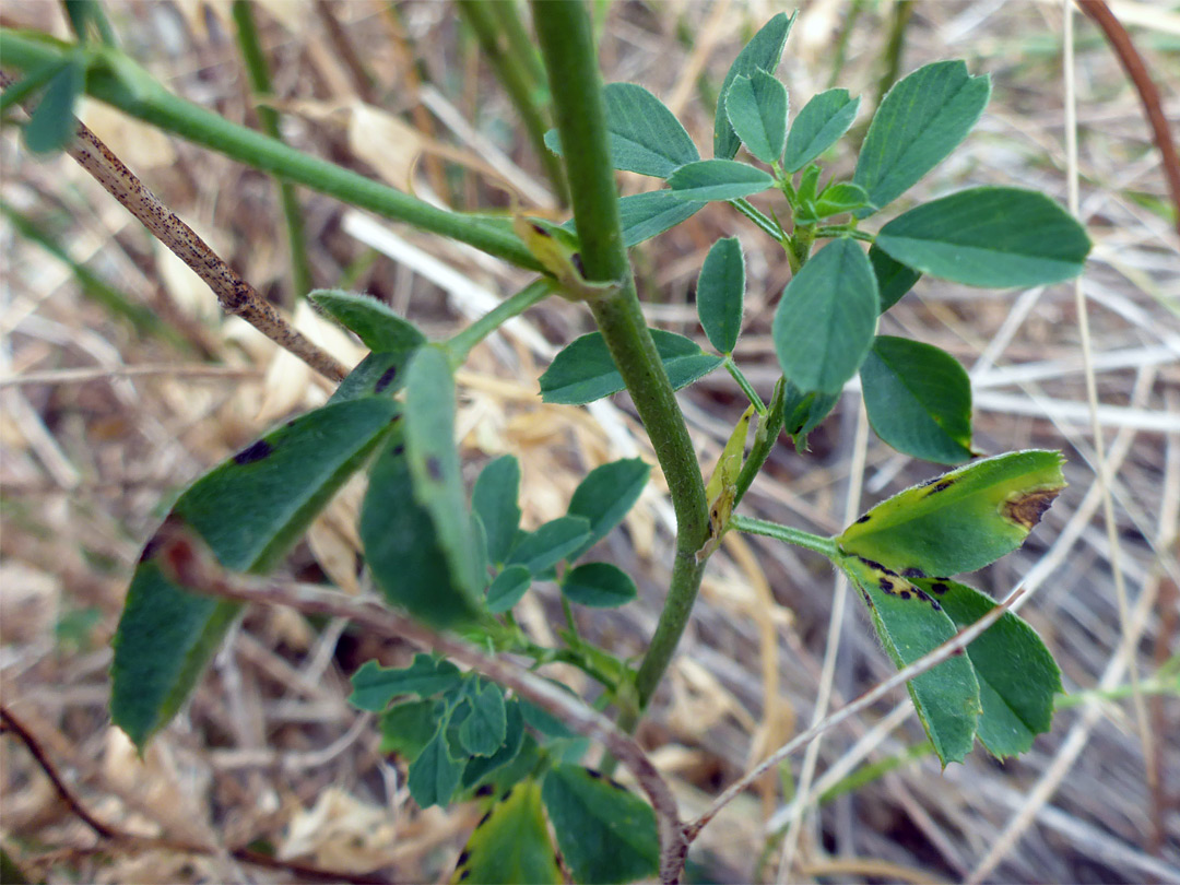 Trifoliate leaves