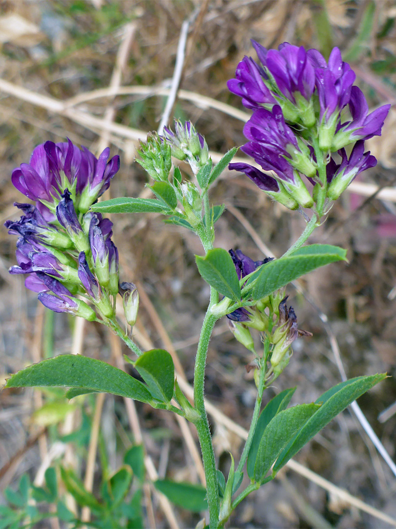 Leaves and flowers