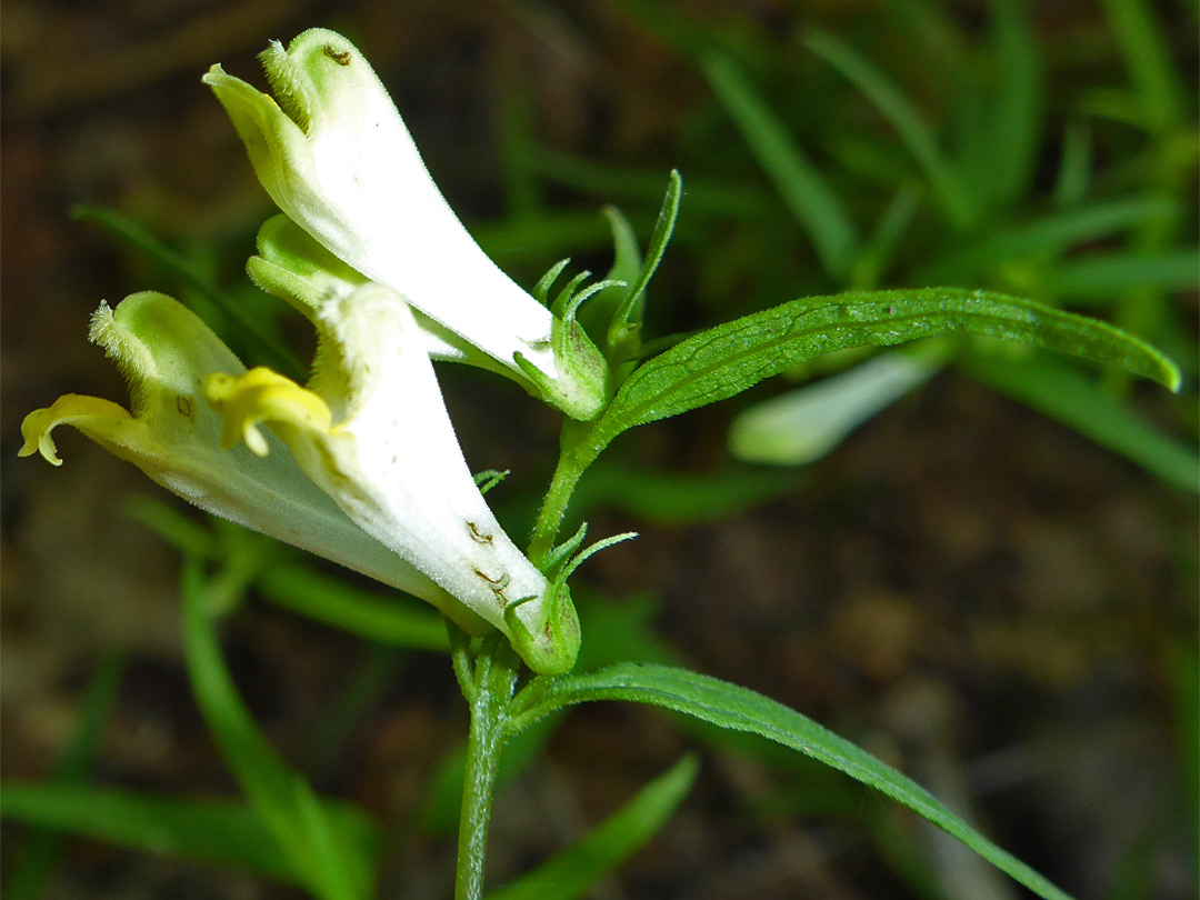 Three flowers