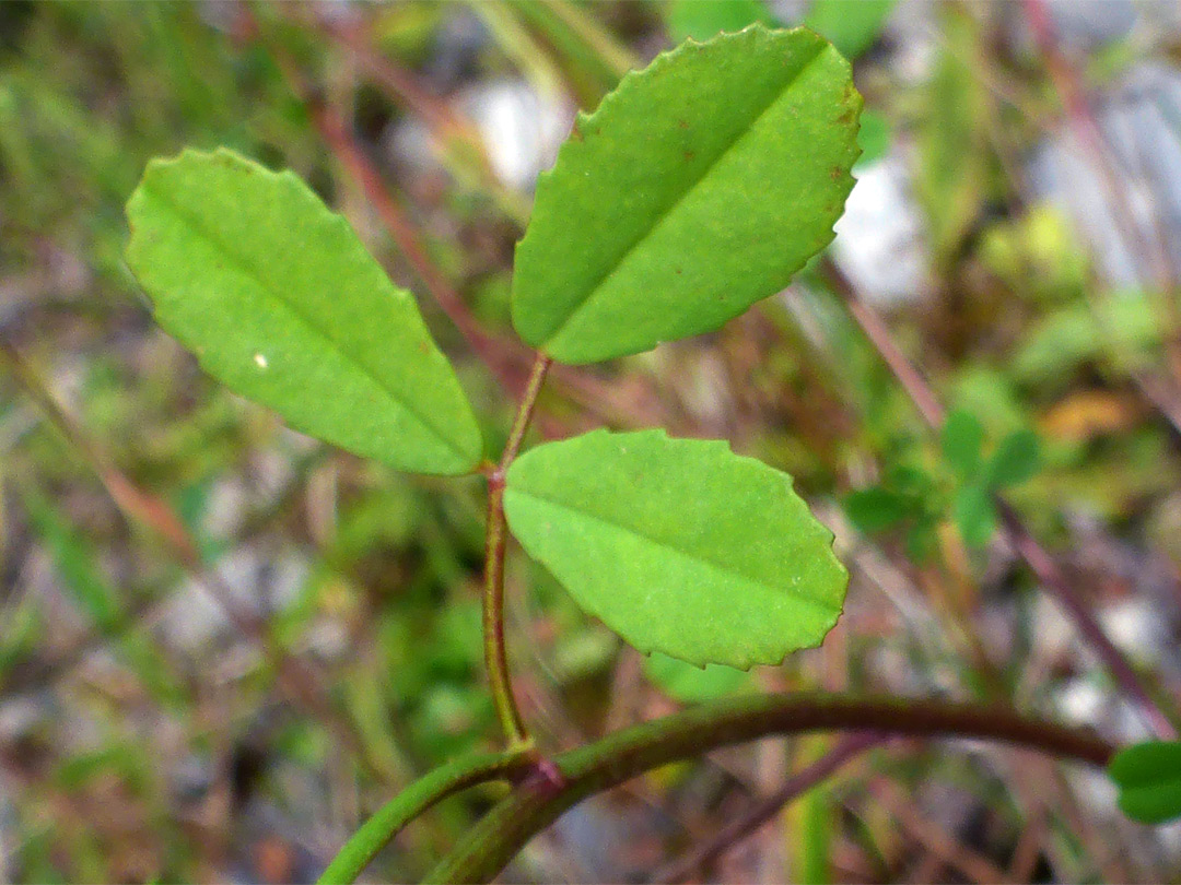 Trifoliate leaf