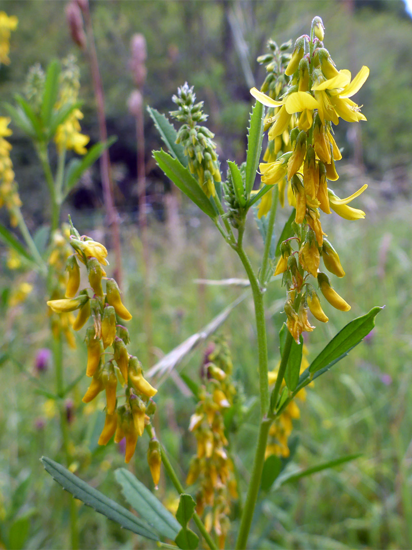 Yellow sweet-clover