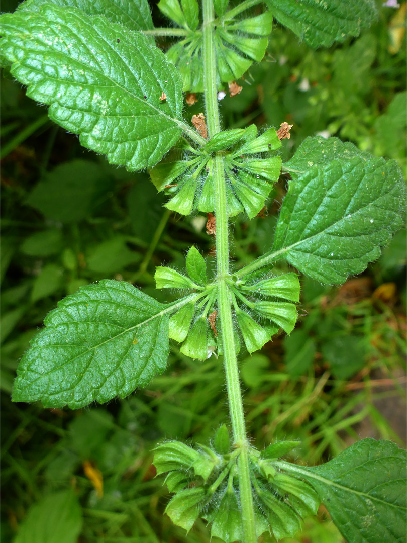 Leaf nodes