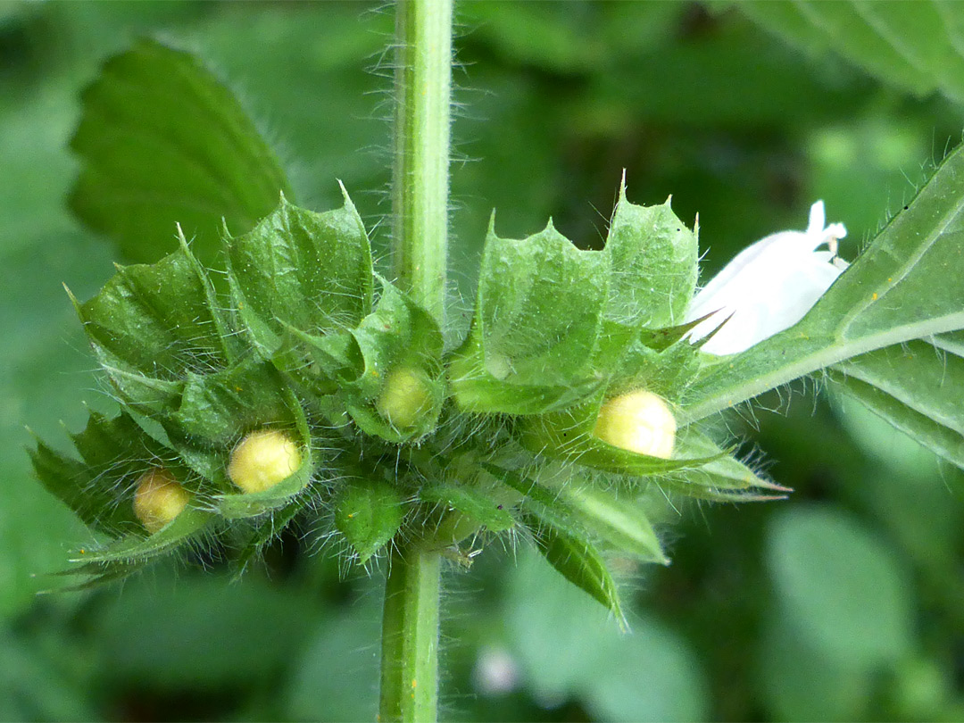 Hairy calyces